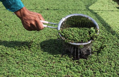 Growing Azolla: A Step.